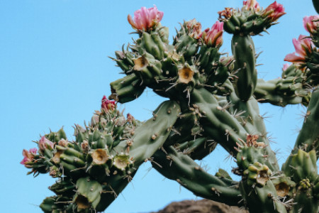 florecimiento del cactus
