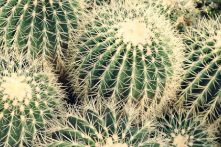 cuidados de los cactus