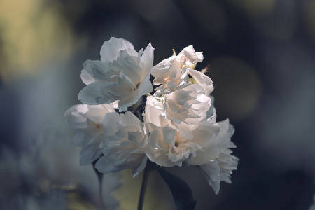 Plantas con flores blancas