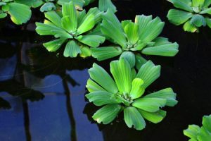 Plantas Acuáticas: Nombres y Tipos