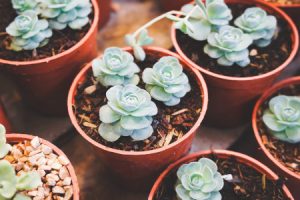 Plantas Suculentas: Tipos y Cuidados