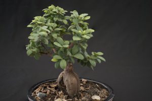¿Cómo Cuidar de un Ficus Ginseng?